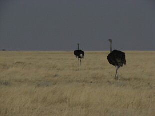 草原上的两只鸵鸟