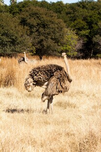 草原上奔跑的鸵鸟