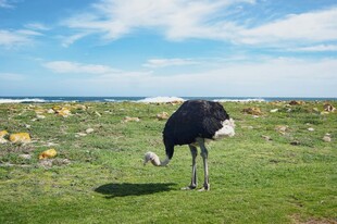 草原上低头觅食的鸵鸟