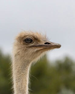 鸵鸟特写