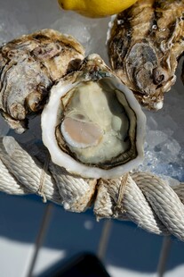 新鲜生蚝置于冰上