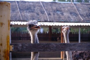 围栏内的两只鸵鸟