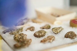 新鲜生蚝整齐摆放
