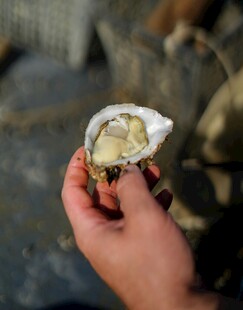 手持新鲜生蚝特写