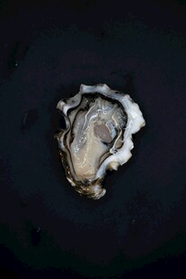 深海中的神秘贝壳
