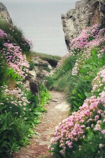 山间繁花小径