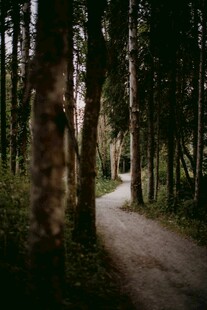 林间幽静小路