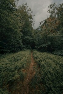 林间小径 自然静谧之景