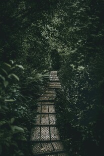林间石板小径