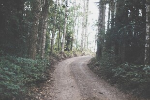 林间蜿蜒小路