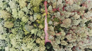 对比鲜明的植物景观