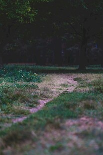 林间小径 静谧自然之景