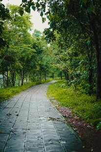 雨后林间蜿蜒的静谧小路