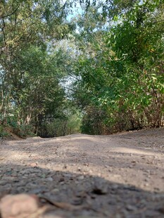 林间土路 自然静谧之景