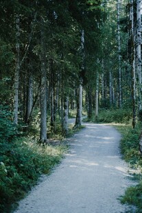 林间幽静小路