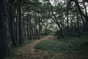 林间幽径