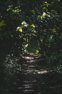 林间幽径 光影斑驳