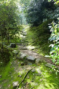 林间青苔小径