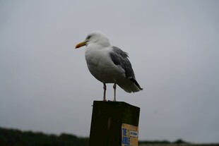 海鸥立于木桩上
