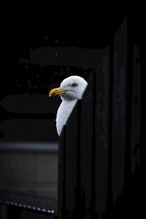 白头鹰探头张望