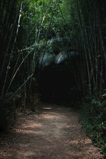 竹林中的幽静小径