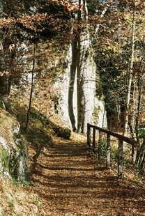 秋日林间木栈道美景