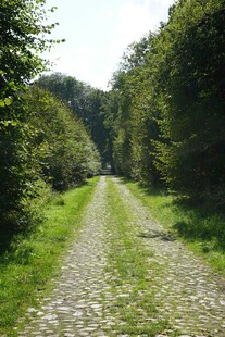 林间碎石小径绿意盎然