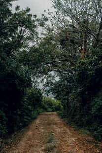 林间土路 静谧自然之景