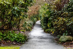 林间湿润小径绿意盎然