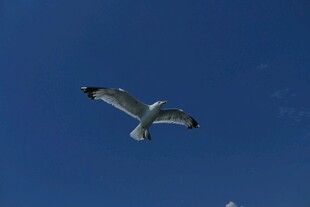 蓝天中翱翔的海鸥