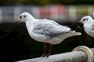 两只站立的海鸥