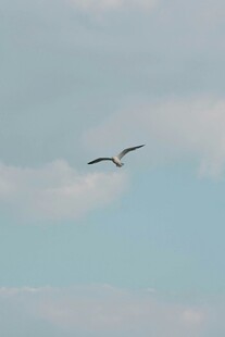 天空中翱翔的飞鸟