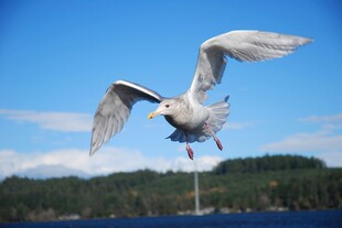 海鸥展翅翱翔于蓝天湖畔