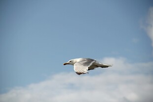 蓝天中翱翔的海鸥