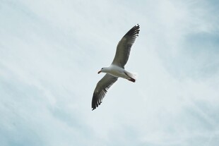 天空中翱翔的海鸥