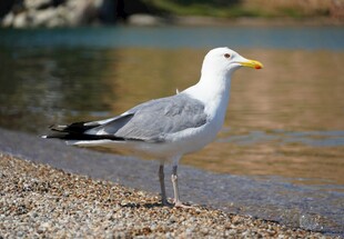 岸边站立的海鸥
