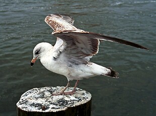 海鸥立于桩上展翅瞬间