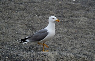 站立地面的灰白海鸥