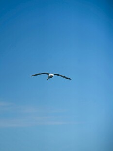 蓝天中翱翔的海鸥