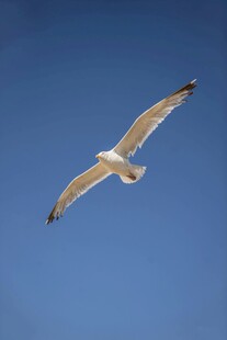 蓝天中翱翔的海鸥