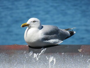 海边休憩的海鸥