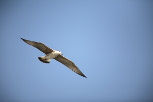 翱翔蓝天的飞鸟