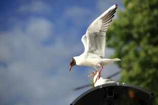 海鸥展翅于户外场景