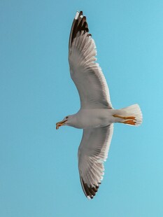 蓝天中翱翔的海鸥