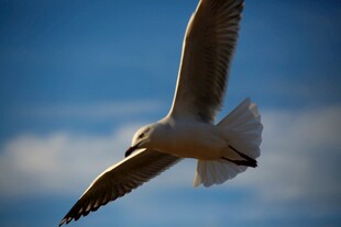 翱翔蓝天的海鸥