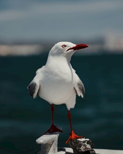红嘴白鸥立于石上