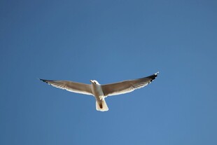 蓝天中展翅翱翔的飞鸟