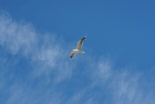 蓝天中翱翔的飞鸟