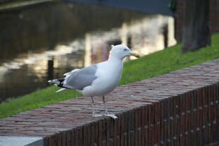 站在砖墙上的海鸥