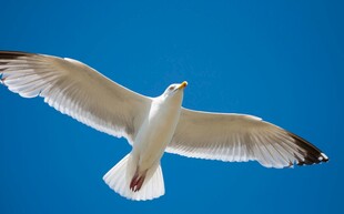 蓝天中翱翔的白色海鸥